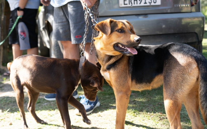 Ação de castração atende mais de 60 animais na região do Ribeirão do Tigre