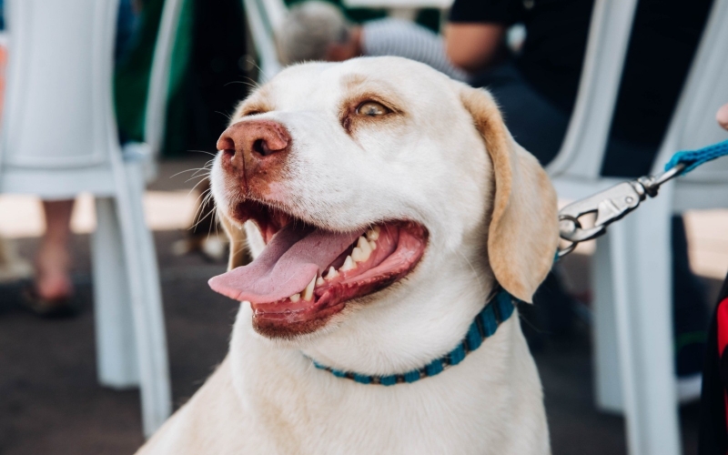 Programa PetJoinha faz a castração de 80 cães e gatos, para prevenção de zoonoses