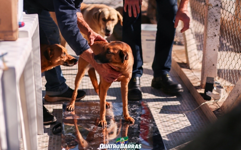No Dia Mundial dos Animais, Prefeitura anuncia os programas PetJoinha e CastraPet
