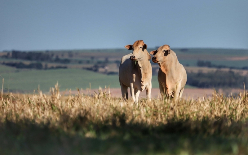 Atenção produtor rural: Campanha de Atualização de Rebanhos já está aberta; prazo encerra no dia 30 de junho