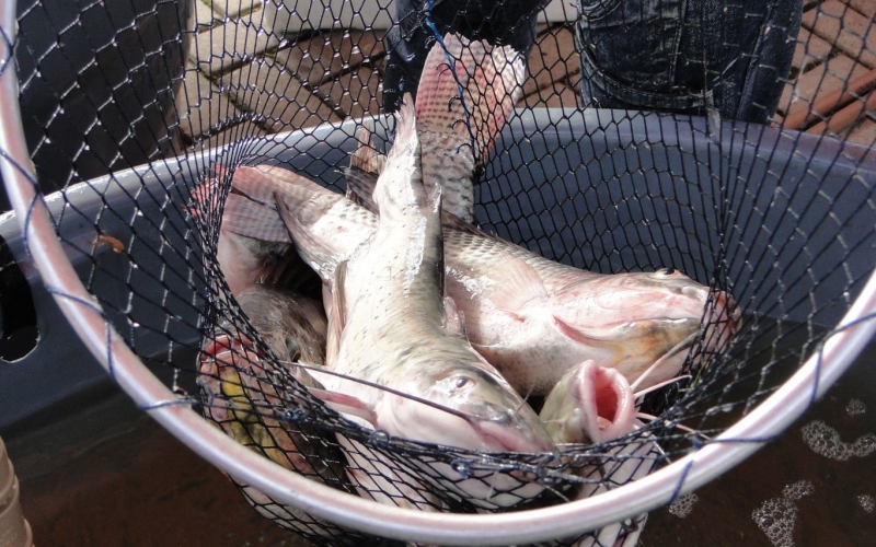 Quatro Barras vai promover Feira do Peixe nos dias 18 e 19 de abril