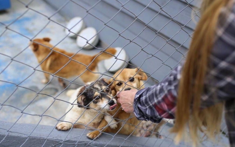 Prefeitura promove Feira de Adoção de Cães, no próximo domingo